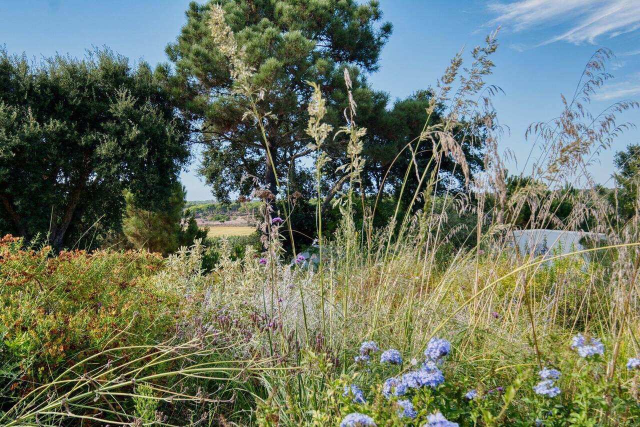 The wildflower meadow