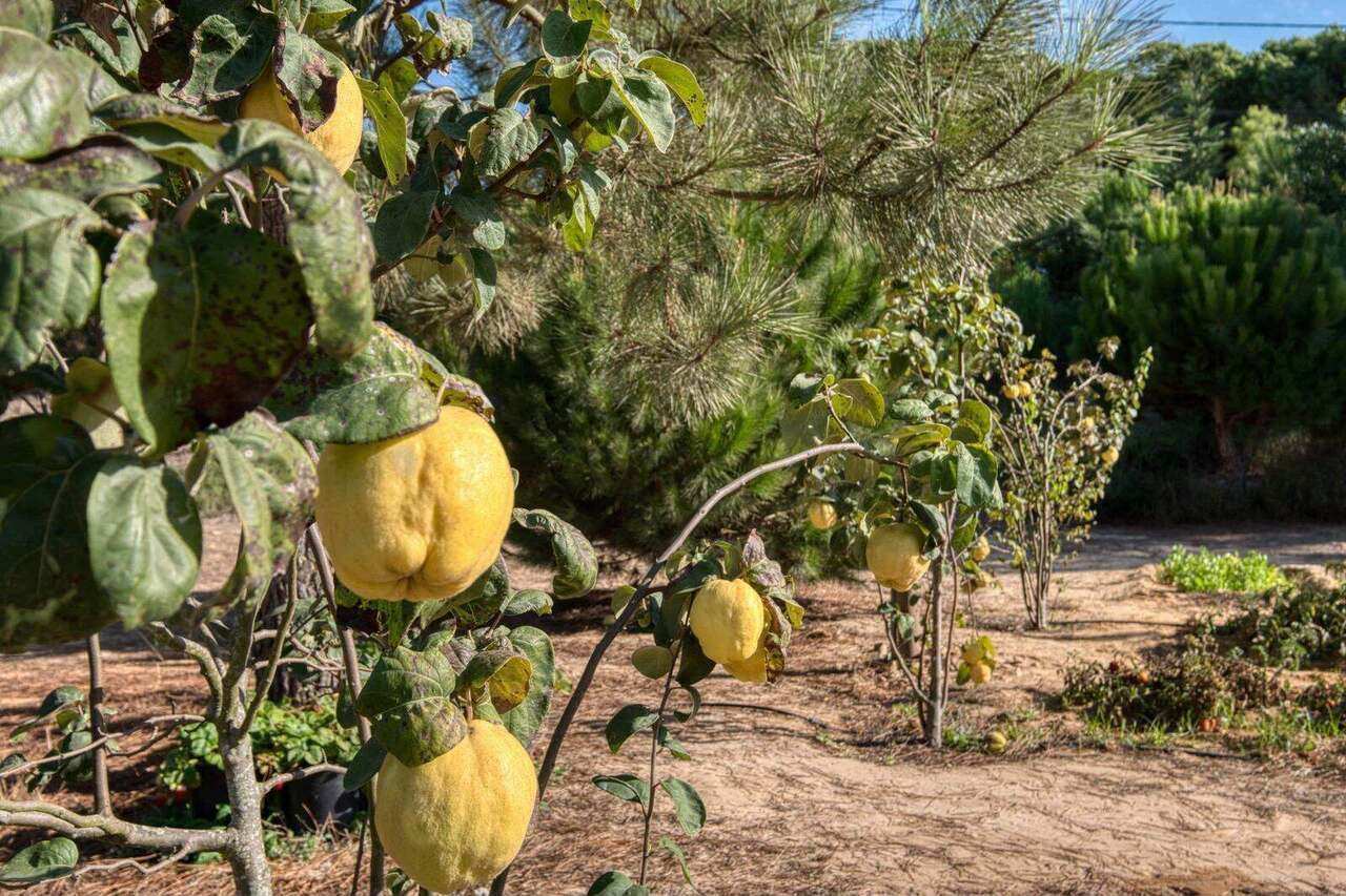 Quince trees in the garden