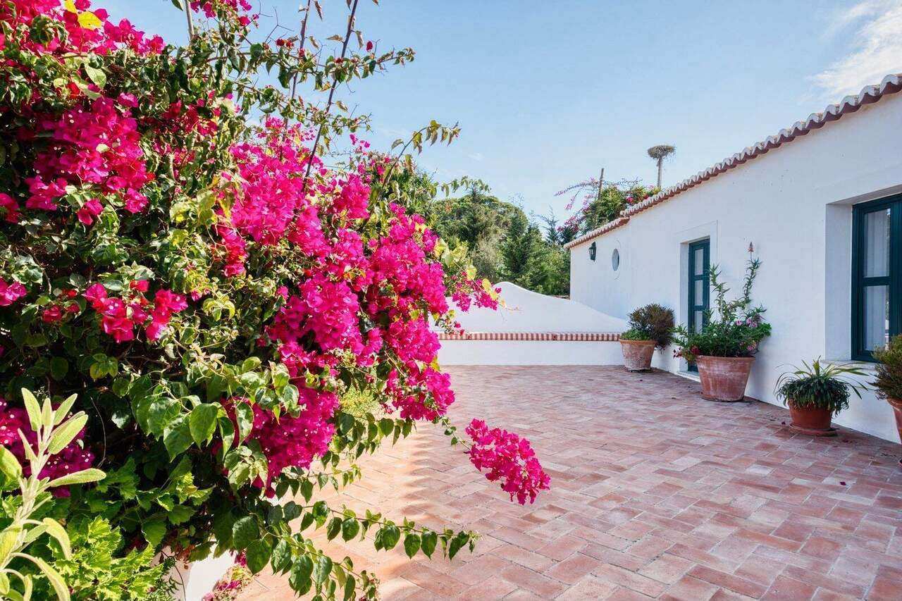 Bougainvillea over the terrace